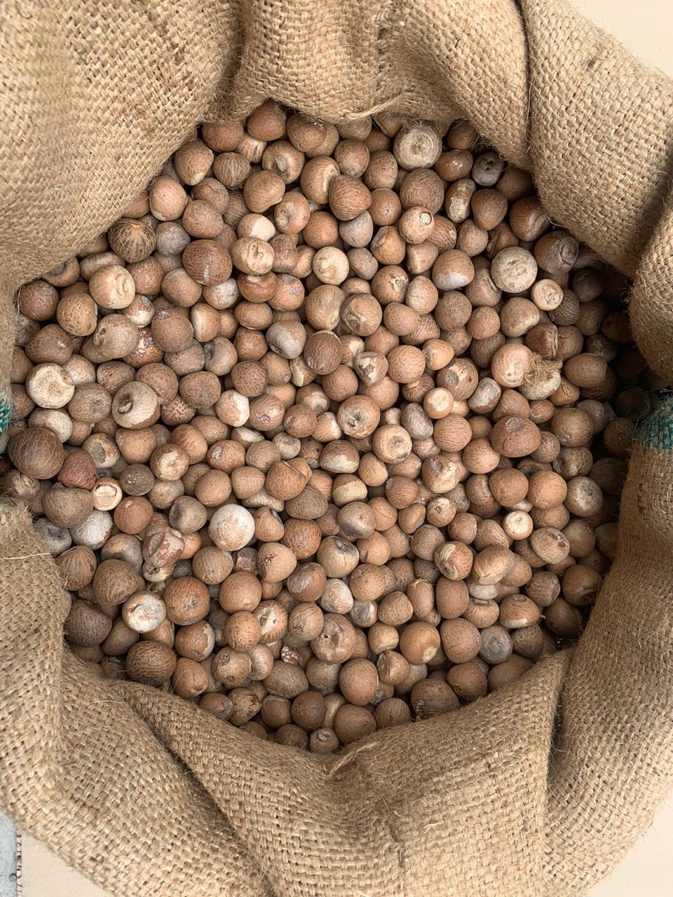 Premium Whole Betel Nut (90/95 Grade) - Areca Nut