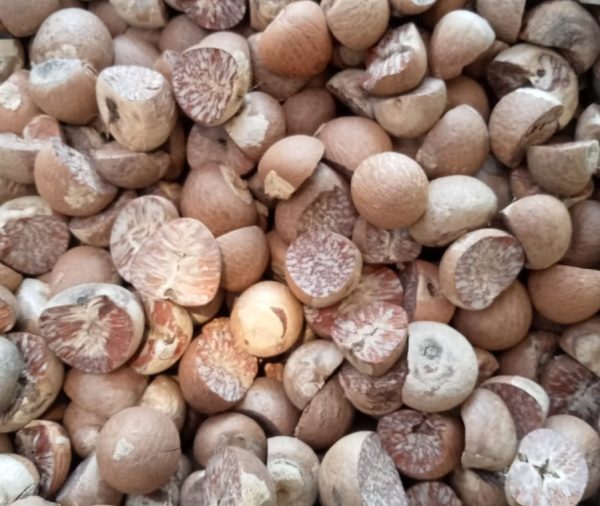 Betel Nut