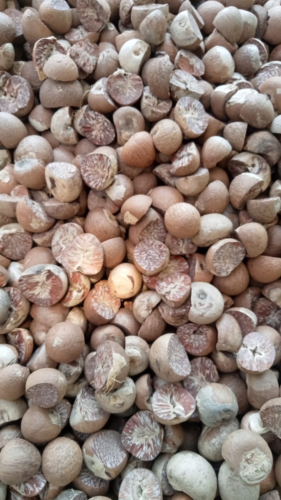 Premium Split Betel Nut (90/95 Grade) - Areca Nut